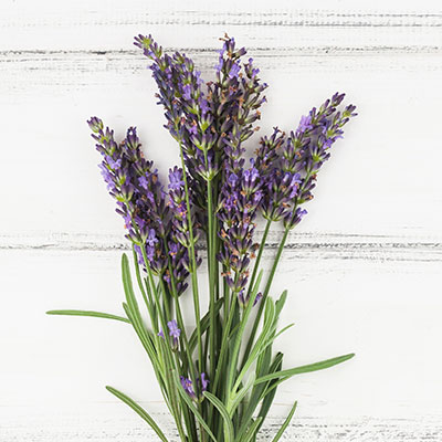 Lavendel von Naturherz